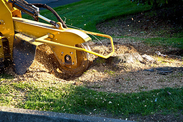 Best Sod Installation  in Rogers, MN